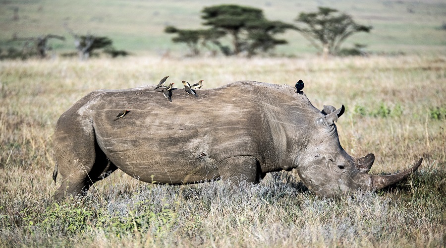 1 Day Ngorongoro Crater Safari